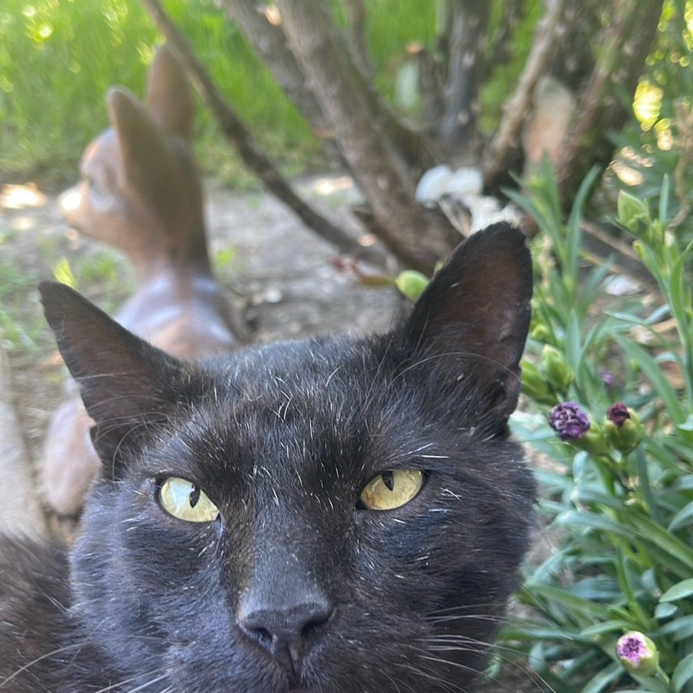 Meet your Posher, Mattisan